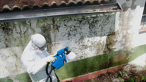 Trusted Mold Removal service in Saint Benedict, PA - Cheap Mold Removal